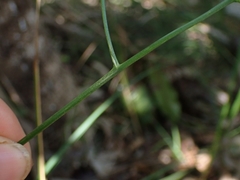 Caesia parviflora vittata