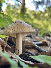 Amanita