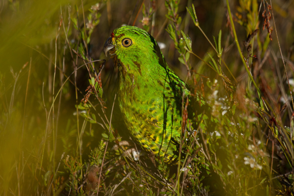 Ground Parrot
