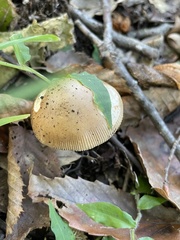 Amanita