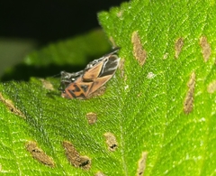 Graptostethus servus