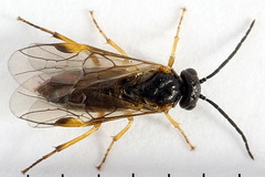Euura bridgmanii