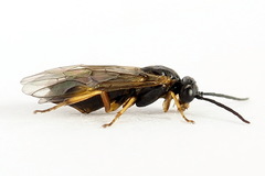 Euura bridgmanii