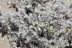 Astragalus miguelensis