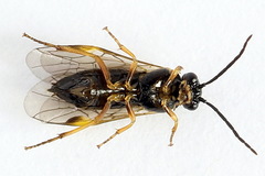 Euura bridgmanii