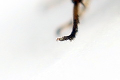 Euura bridgmanii
