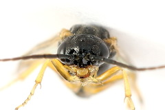 Euura bridgmanii