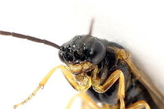 Euura bridgmanii