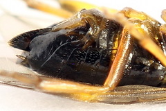 Euura bridgmanii