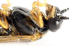 Euura bridgmanii