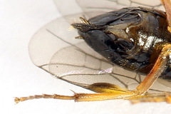 Euura bridgmanii