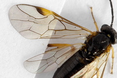 Euura bridgmanii