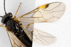 Euura bridgmanii