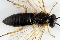 Euura bridgmanii