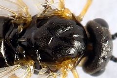 Euura bridgmanii