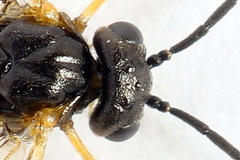 Euura bridgmanii