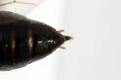 Euura bridgmanii