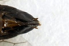 Euura bridgmanii
