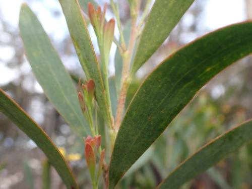 Daviesia suaveolens, 2021-10-22