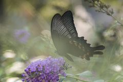 Papilio bianor