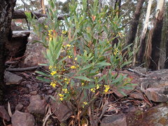 Daviesia suaveolens