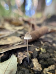 Agaricales