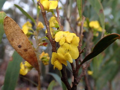 Daviesia suaveolens