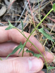 Chenopodium polygonoides