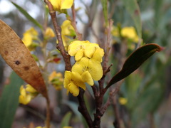 Daviesia suaveolens