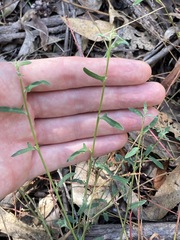 Chenopodium polygonoides