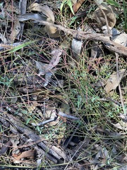 Chenopodium polygonoides