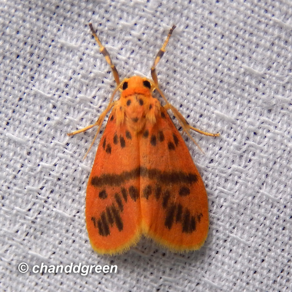 Miltochrista arcuata