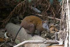 Hypsiprymnodon moschatus