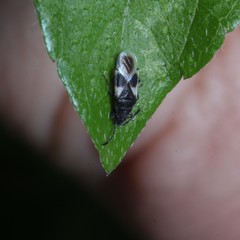 Oxycarenus luctuosus