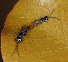 Dolichurus