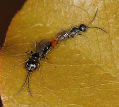 Dolichurus