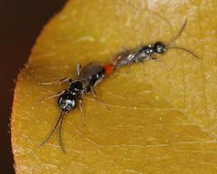 Dolichurus