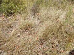 Eriachne pallescens