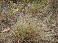 Eriachne pallescens