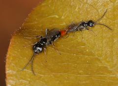 Dolichurus