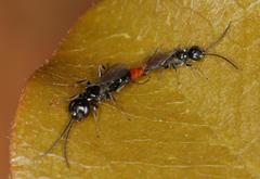 Dolichurus