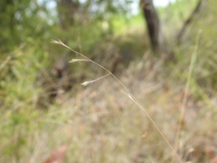 Eriachne pallescens
