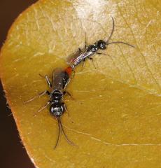 Dolichurus