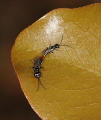 Dolichurus