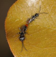 Dolichurus