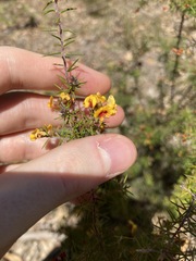 Dillwynia sieberi