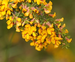Pultenaea hispidula