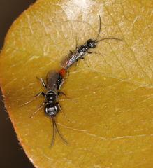 Dolichurus