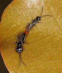 Dolichurus