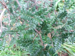 Weinmannia tomentosa